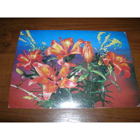 Цветы Лилия 1982 год чистая