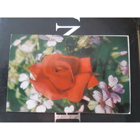 8 марта двойная