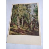 Открытка 1983г. И. Шишкин. Берёзовая роща.