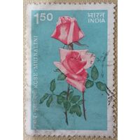 Индия. Флора. Роза Mrinalini