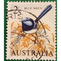 Австралия. Фауна. Птицы. Blue Wren