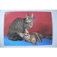 Кошки, ~1982, чистая, изд. Чехословакия.