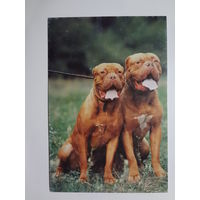 Календарик 2000 г. Белпочта. Услуги по ксерокопированию и коллективной факсимильной связи.