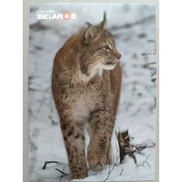 Серия "Планета "Беларусь". Рысь. Открытка, глянец, 2022