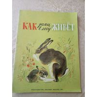 "Как заяц в лесу живет"\055