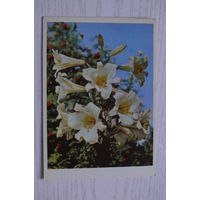 Игнатович Е.(фото), Белые лилии; 1963, чистая.