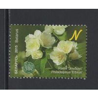 Флора кусты Беларусь 2015  "Центральный ботанический сад."Чубушник "Эльбрус"