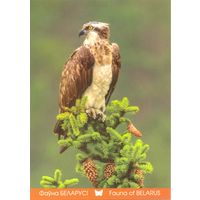 Фауна Беларуси: скопа, тираж 4000 экз., чистая, 2016