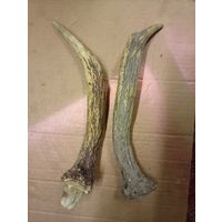 Рога молодого "оленя и косули"!