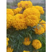 Семена бархатцев