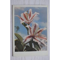 Игнатович Е.(фото), Лилии; 1962, чистая.