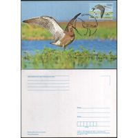 Почтовая карточка с гашеной маркой !первый день! Большой кроншнеп 2011 год. Беларусь