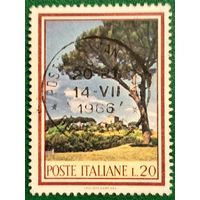 Италия 1966. Каменная сосна (пиния) на холме Палатин в Риме