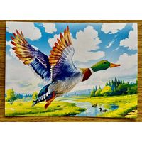 Открытка для посткроссинга "Природа России: Птицы. Кряква" 11,5 х 15,8 см.