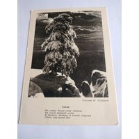 Открытка 1964г. И. Шишкин. Сосна.