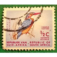 Южная Африка 1961. Африканский карликовый зимородок