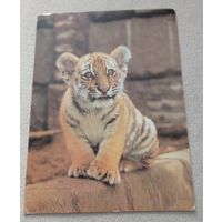 Тигрёнок амурский, чистая. Издательство "Планета"