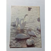 Карманный календарик  . Животные . 1992 года .