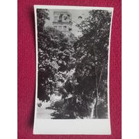 Гомель. Парк культуры и отдыха им. Луначарского. ГУУЗ МПС г. Гомель. 1957 г. Чистая.