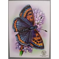 Бабочка. Открытка