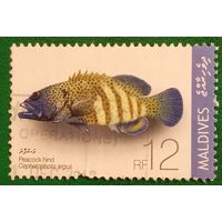 Мальдивские острова 2009. Рыбы. Павлинья Гаррупа