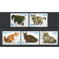Кошки Куба 1994 год 5 марок