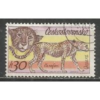 Чехословакия. Парк Двур Кралове. Гепард. 1976г. Mi#2346.