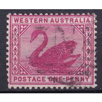 154а.Aust. Великобритания. Австралийские штаты. Западная Австралия. Чёрный лебедь. Стандарт. 1898 г. 1p. Mi.#44.