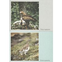 Беларусь 2000 ДМПК Птицы (4 шт. комплект) (к5)