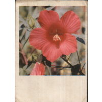 Подписанная открытка 1968г. "Гибискус" фото Л. Раскин