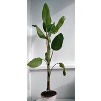 Диффенбахия.