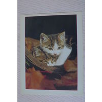 Котята; ~1990-е, чистая, МФЦП, Беларусь.