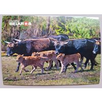 Серия "Планета Беларусь". Туроподобный скот. Открытка, глянец