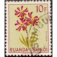 Руанда. Флора. Цветы. Silene