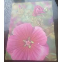 1974 год Н.Матанов Мальва