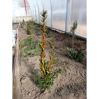 Тис ягодный 10-12 см ростки саженцы рассада