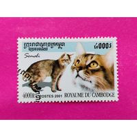 Камбоджа. Кошки ( 1 марка ) 2001 года. 5-20.