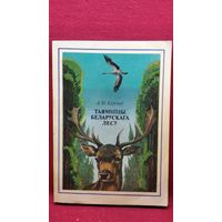 А.М. Курскоў. Таямніцы беларускага лесу