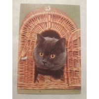 Карманный календарик. Котик.1994 год