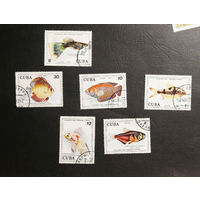 Куба 1978 г. Аквариумные рыбы. Фауна, полная серия из 6 марок #0243-Ф1P47