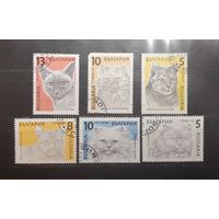 Болгария. 1989 год. Фауна. Кошки (622)