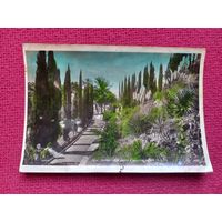 Сочи. Кипарисовая аллея в институте им. Сталина. Панова 1939 г. Чистая.