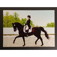 Лошадь Белпочта 2011 год