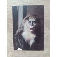 Календарик 1992