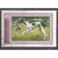 Венгрия. Венгерская борзая. 1972г. Mi#2742.