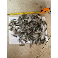 Радиолампы