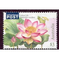 Австралия. Водные растения. Цветы