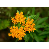 Семена - Ваточник клубненосный. Айва японская