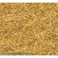 Жук знахарь(личинка)(Белпочта)