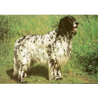 Почтовая открытка "Английский сеттер"